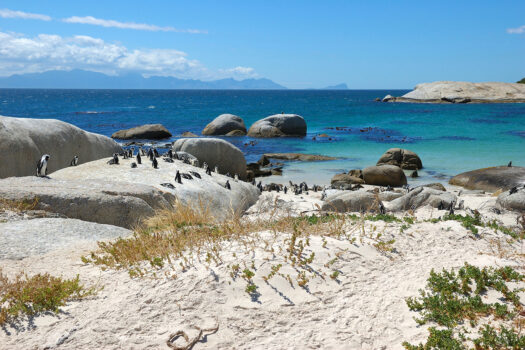 South Africa, Cape Town, Boulders Beach, Penguins