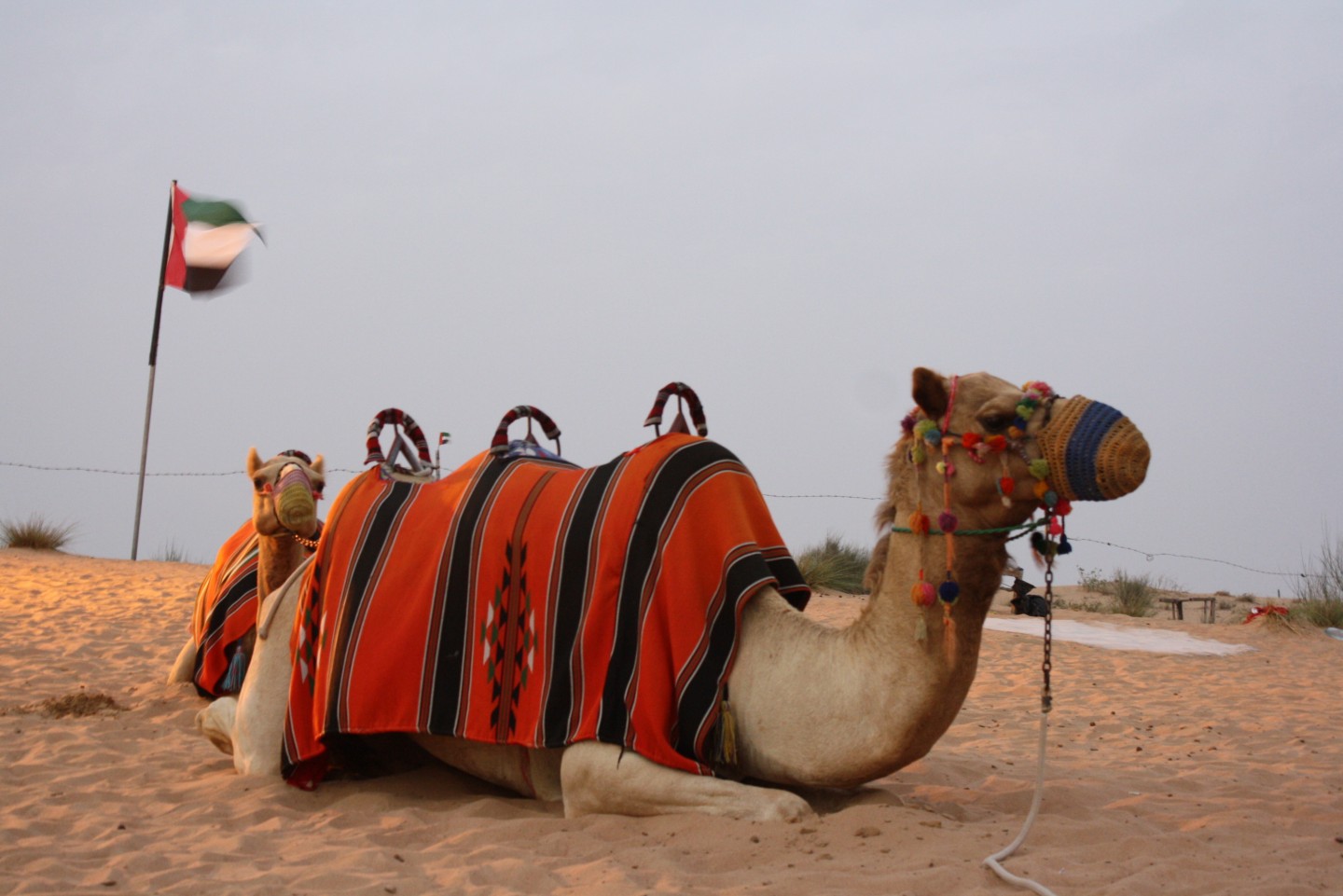 camel trek company dubai