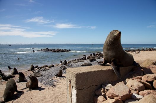 Sea lions on a beach in Punta del Este, Uruguay in South America